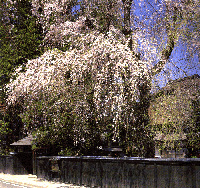Shidarezakura (weeping cherry) of Bukeyashiki-dori