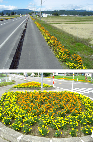 黄色とオレンジのかわいらしい花々が沿道を彩ります。