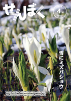 平成30年4月16日号の表紙は、仙北市の花まつりを目前に迎えた4月9日に降雪がありました。翌日は穏やかな朝を迎え、優しい光を浴びたミズバショウの様子です。クリックで目次へ移動します。