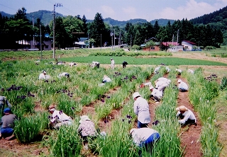 角館町老人クラブ連合会