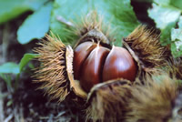 Saimyoji Chestnuts