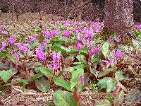 Dogtooth Violet Colony