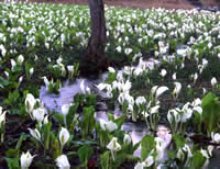 Sashimaki Moor Mizubasho (Japanese Skunk Cabbage) Colony