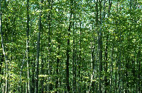 Second-growth Beech Wood