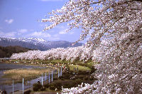 The Someiyoshino Cherry Blossoms of Hinokinai Riverbank