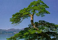 The Pine of Horai