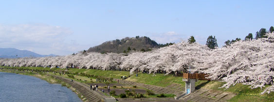 21年の桧木内川堤