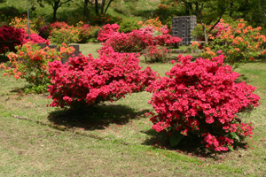 生保内公園つつじ祭り