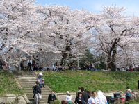 桜まつり