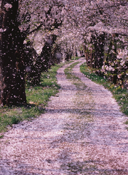 桜吹雪（桧木内川堤）