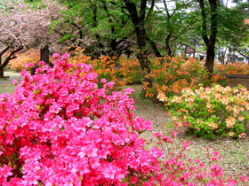 生保内公園つつじを観る会