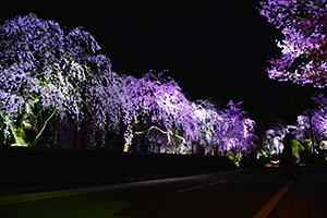 角館武家屋敷通りの夜桜ライトアップ