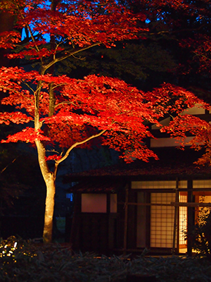 昨年の角館武家屋敷通り紅葉ライトアップの様子