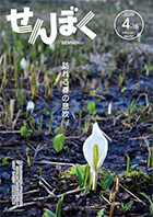 広報4月16日号の表紙は、3月29日に刺巻湿原で撮影した水ばしょうの様子です。雪解けとともに水ばしょうも花を咲かせ、いつも通り春の訪れを知らせてくれます。クリックで目次にリンクします。