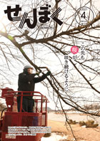 広報4月1日号の表紙は、桧木内川堤の桜並木で樹木医の黒坂登さんが開花の時期を前にソメイヨシノの整枝作業を進めているところからの一枚。クリックで目次にリンクします。