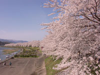 仙北市の花（サクラ）