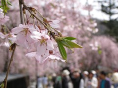 枝垂桜