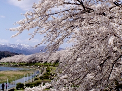 桧木内川河堤公园