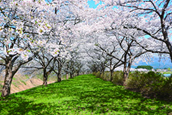 落合の桜並木
