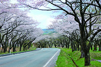 高野の桜並木