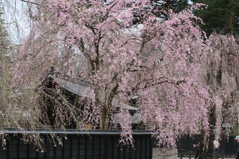 開花　
