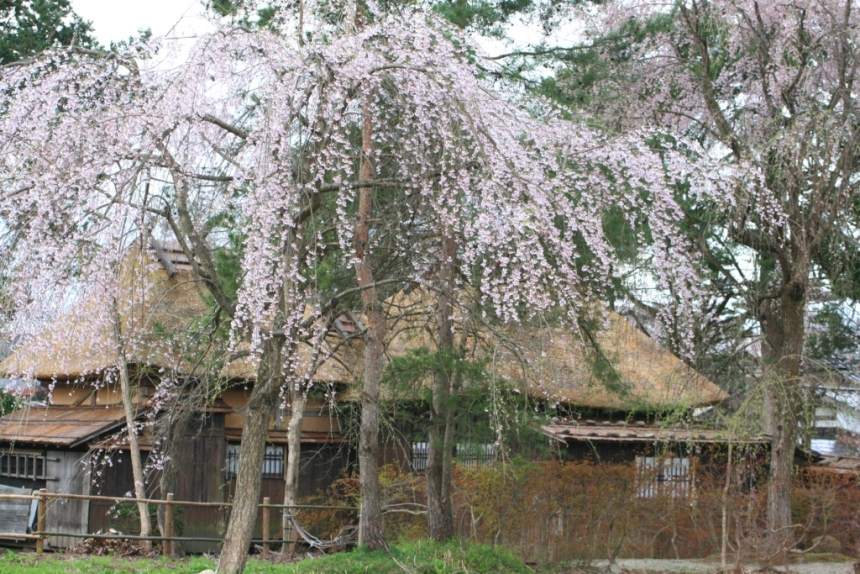 桜色に染まる