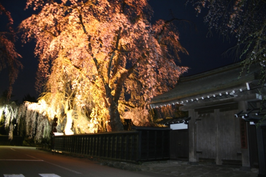 夜桜No.1