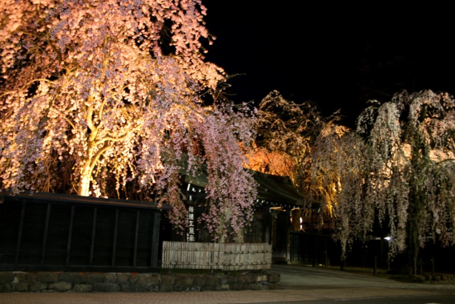 夜桜No.2