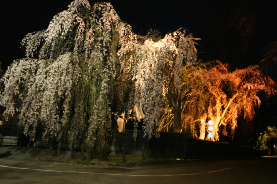 夜桜No.3