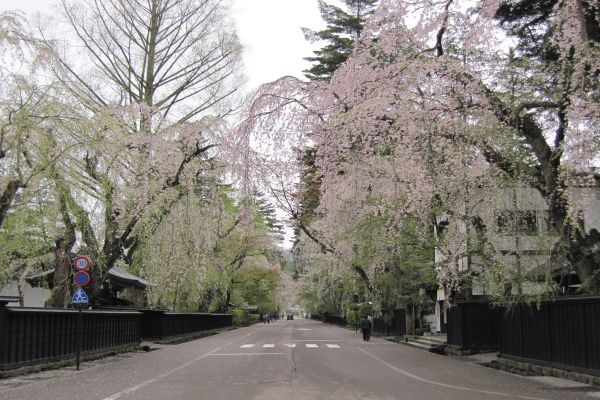 本日で「がんばろう！東北　角館の桜」が終了いたします。