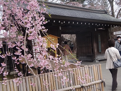 樺細工伝承館前　満開