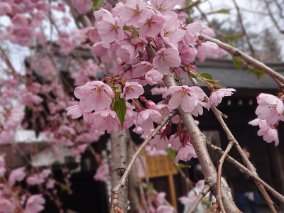 華やかに咲いています