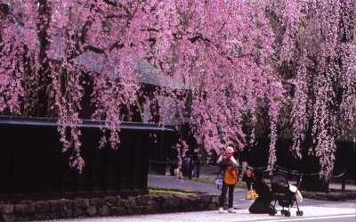 平成26年度　角館の桜まつり