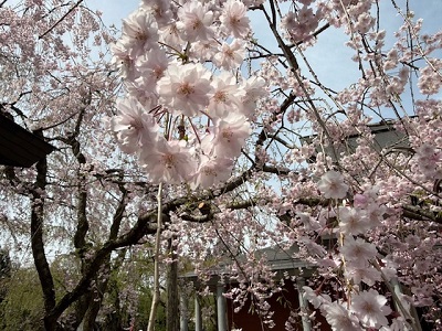 �V�_���U�N���̗l�q