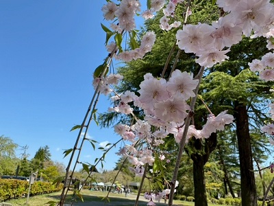 �V�_���U�N���̗l�q�ł��I