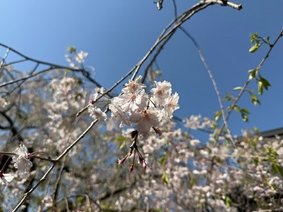 �{���̗l�q�ł�