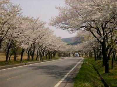 番外編：田沢湖の桜