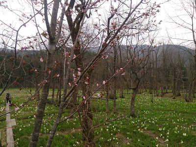 山桜も咲いています。
