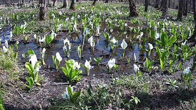 本日の湿原の様子は・・・