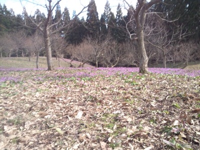 今日のカタクリ園