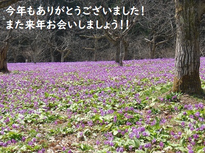かたくり群生の郷は５／３で終了しました。