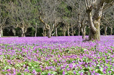 4��27���������܂��ĕ��ƂȂ�܂����B�����������������F�l�A�{���ɂ��肪�Ƃ��������܂����I