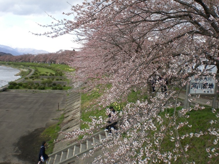 こちらは三分咲き
