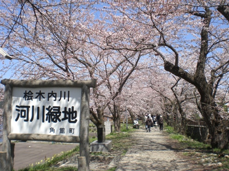 桜のトンネル