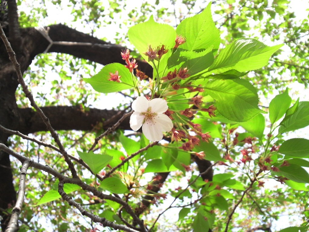 桜1輪