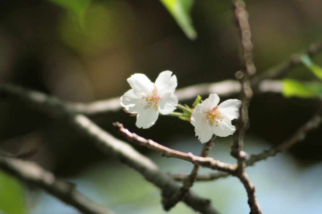 桜並木