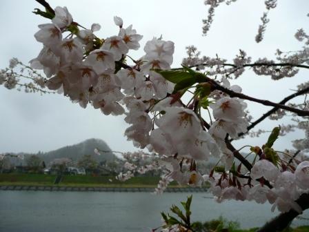 雨にぬれたソメイヨシノ