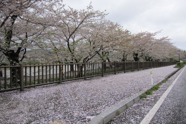 歩道も桜の絨毯となっております。