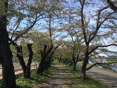 さくら