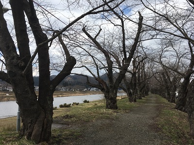 角館の桜まつりまであと一週間！！